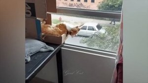 Смешные животные, часть 32
