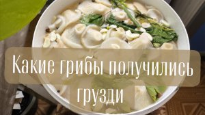 Какие грибы получились грузди на зиму