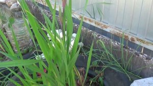 Холодно. Гладиолусы не замерзли. Пора выкапывать. ПОДПИШИСЬ