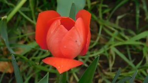 05=04=2025  НИК   (9).   ЦВЕТ