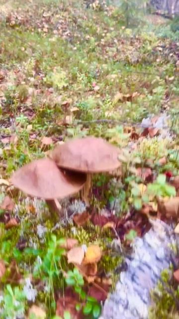 Прогулка по лесу | Тихая охота