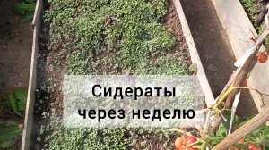 Как выросли сидераты за неделю 😱