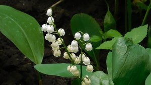 05=05=2025  ХОР  ник    (5)