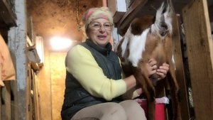 13-09-2025 Утренняя дойка коз.