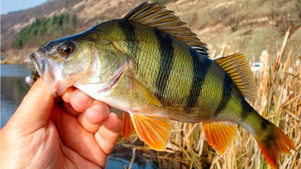 ЛОВЛЯ ОКУНЯ НА УЛЬТРАЛАЙТ ОТВОДНОЙ ПОВОДОК И МИКРОДЖИГ. СЛОМАЛ СПИННИНГ((( смотреть онлайн