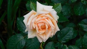 СЛАЙД ШОУ  ОТ 29=05=2025.  ЦВЕТОЧКИ.