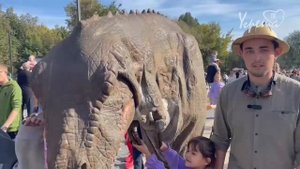 День города – динозавры и воздушные змеи