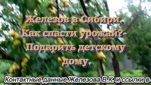 Железов в Сибири. Как спасти урожай? - Подарить детскому дому.