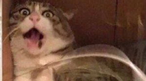 Смешные видео с котами 🐈.