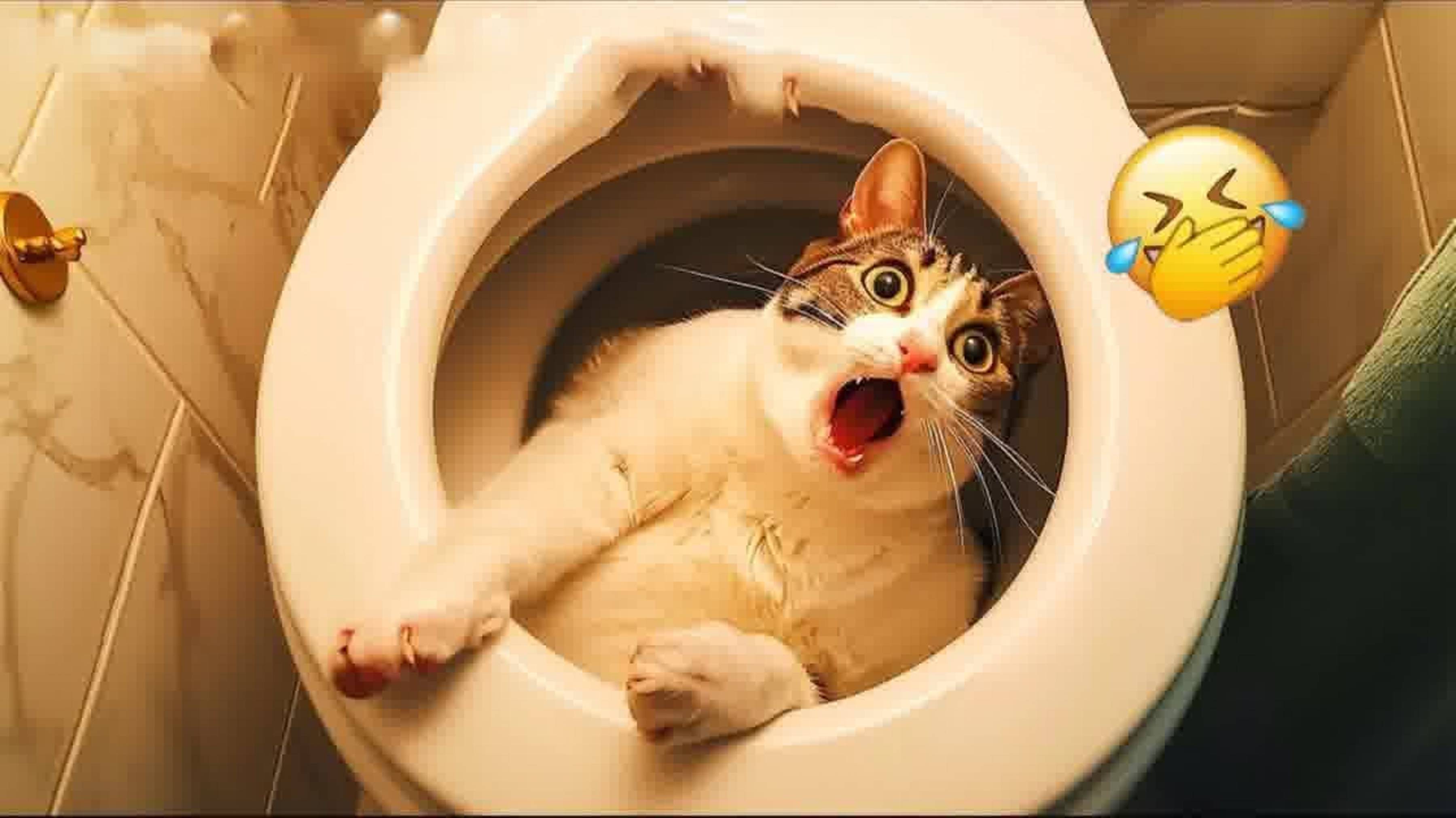Приколы с котами! С ОЗВУЧКОЙ! САМЫЕ СМЕШНЫЕ ЖИВОТНЫЕ