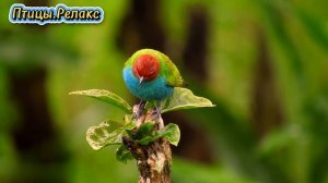 Птицы.Релакс.