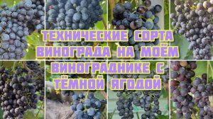Мои технические сорта винограда с тёмной ягодой перед срезкой