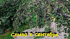 "Слива в сентябре."#сад#огород#дача