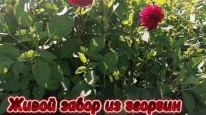 Краски Сентября у мамы ❤️