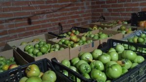 Урожай  зеленых помидор.Сибирь 2025 Высаживаю клубнику Мурано.