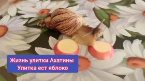 Смешная улитка Ахатина ест яблоко