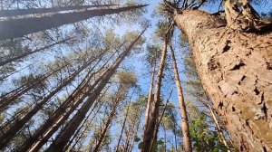 звуки леса треск деревьев