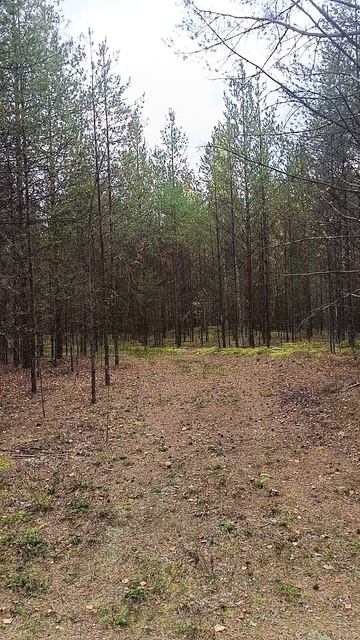 Песня про зайцев 😁😁😁 смотреть онлайн