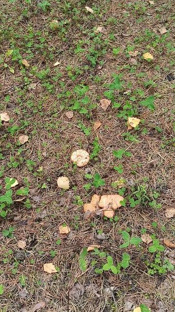 По рыжики... смотреть онлайн