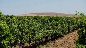 Виноградарь Елисеев рассказал о главной ошибке российских виноделов