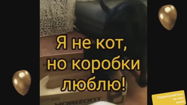 Собаки тоже любят коробки смотреть онлайн