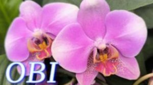 №1119/ МОРЕ красивых ОРХИДЕЙ в OBI