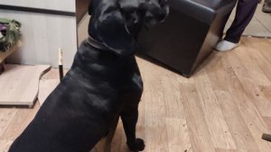 Аля Китаева @ Моя Жизнь Кино @ музей Псов