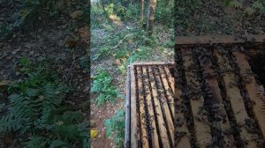 Утепление и сокращение улья к зиме