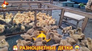 Цыплята и утята милые пушистики растут на радость хозяину (86)