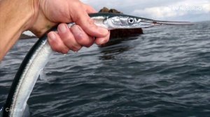 В каком возрасте наступает половая зрелость у Атлантического саргана (Garfish) — Belone belone ?