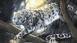 Величественные и красивые леопарды 🐱🐯 #Shorts