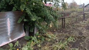 Уборка тыквы  и постройка нового загона свинкам