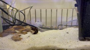 Пресноводный Фрогфиш часть 5. Antennarius Biocellatus, опреснение морского аквариума 14-09-2025