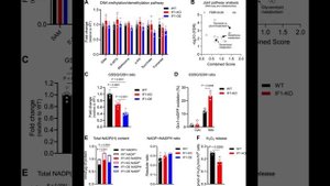 Тайный код митохондрий: как "перезаряженные" органеллы меняют ДНК через мембранные жиры