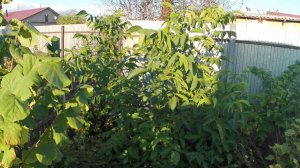 Морозостойкие орехи. Грецкие орехи, чёрный, сердцевидный и фундук. Выращивание орехов в Челябинске.