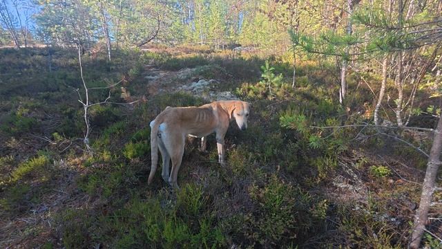 Бесов Нос мыс; Карелия; Пудожский район; Тропа и Встреча песика