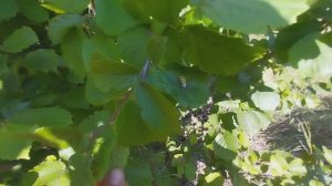 Красивейший паук в виде осы!