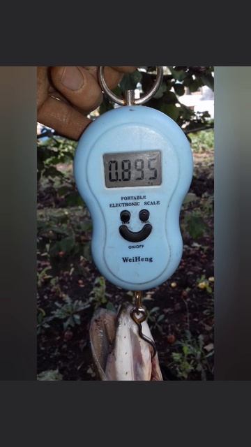 Сегодня порыбачил на Спиннинг с лодки🎣 Блесна вертушка Mepps Aglia Fluo #3. Словил щуку🎣