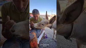 Ослики приюта