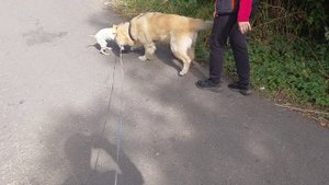 Приветствую тебя, меховая кровать