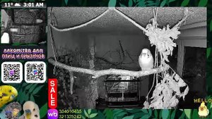 Волнистые попугаи ночью