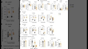 N-ацетиласпартат из жировых клеток регулирует температуру тела после приема пищи