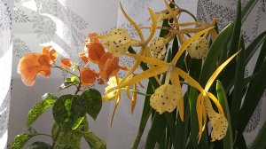 Краски осени!Brassocattleya Yellow Bird!