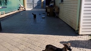 С  каждым днём холодает все больше. Темнеет рано.
Настроения никакого в сельском мини-приюте Людмилы