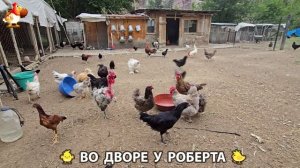 Содержание кур в домашних условиях и других птиц во дворе у Роберта 🐣🐤🦆🐔🪿🦃 (234)