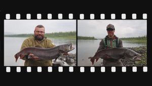Таймень 20, река Северная, рыбалка в Красноярском крае.