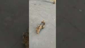 Мы идём гулять с собакой! | 14-сен-2025