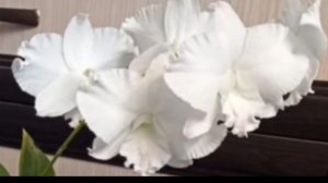 П-16.Ч-15. Дендробиум King Dragon White,  через 65 дней после получения и посадки без корней