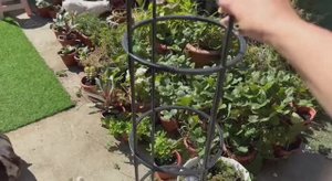 Получила новую опору для вьющихся растений.