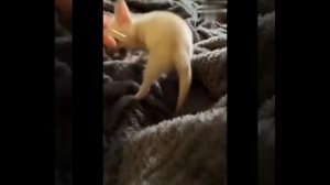 Видео от МЯУтаверс – как метавселенная, но с котами